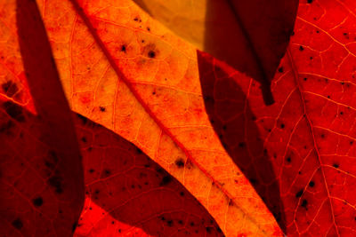 Close-up of red leaf