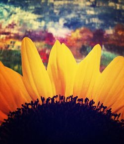 Close-up of yellow flower