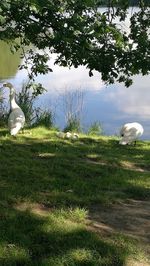 Swans on field against sky