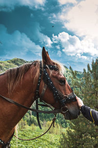 Close-up of a horse on field