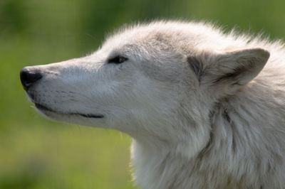 Close-up of dog