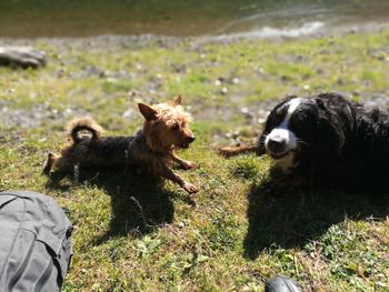 Dogs on field