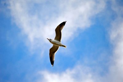 Low angle view of seagull flying against sky