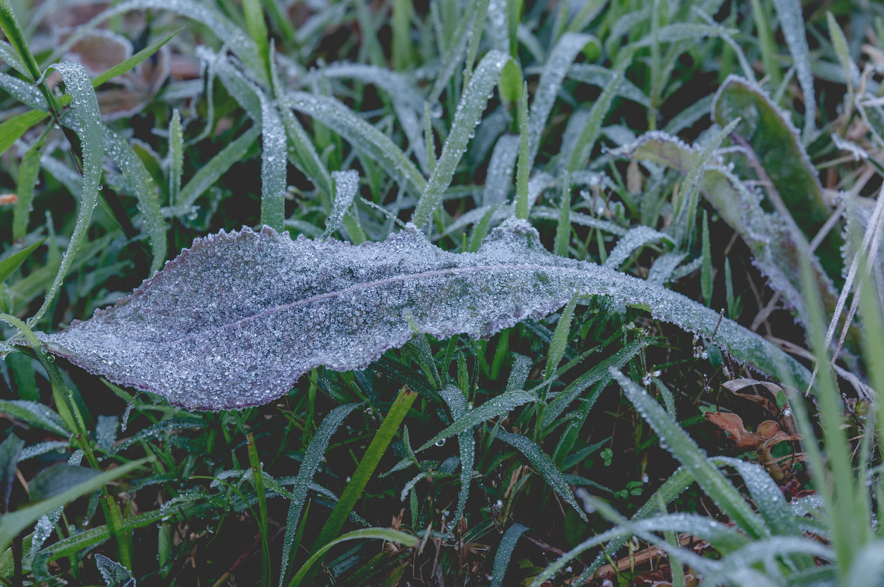 CLOSE-UP OF WET PLANT LEAVES