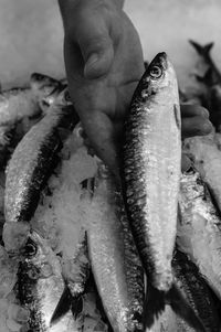 Close-up of hand holding fish