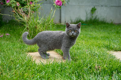 British shorthairt blue portrait