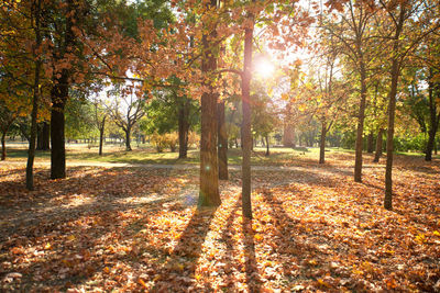 City park without people on an autumn day, bright rays of the sun shine through the crowns of maple