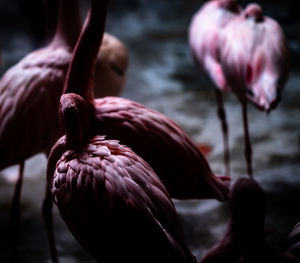 Close-up of pink rose flower
