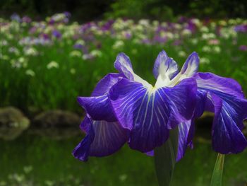Close-up of purple iris flower