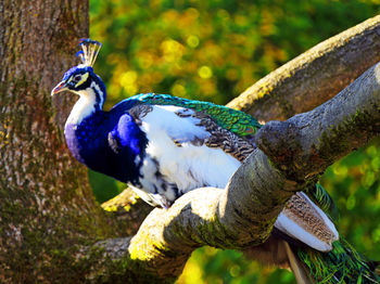 Close-up of a bird perching on a tree