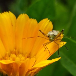 Close-up of insect on yellow flower