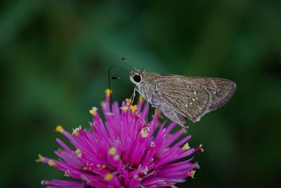 Close-up of butterfly pollinating on purple flower