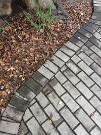 Close-up of autumn leaves