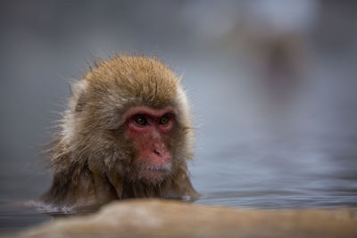 Close-up of monkey looking away in hot spring