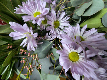 Close-up of flowering plants in garden