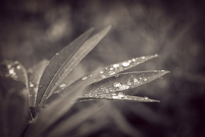 Close-up of water drops on plant