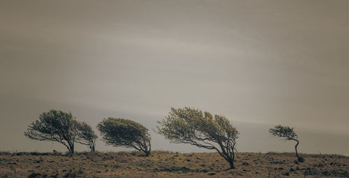 Trees on field against sky