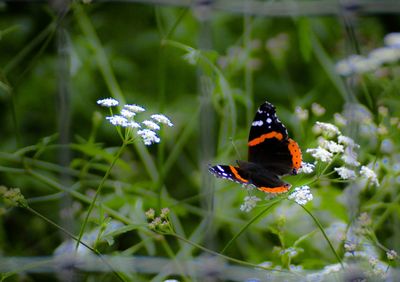 Close-up of butterfly perching on flower