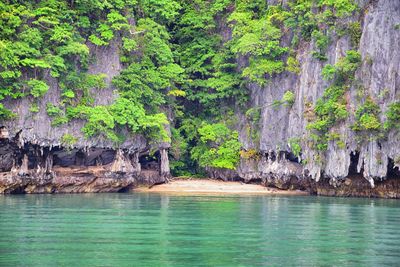 Scenic view of sea against trees