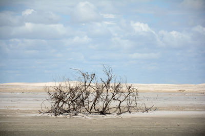 Dead tree at beach against sky