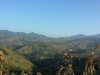 Scenic view of field against clear sky