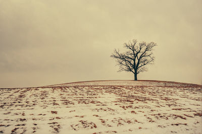 Bare tree on sand dune in desert against sky