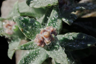 Close-up of wet plant