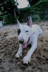 White dog looking away on sand