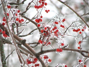 Close-up of frozen tree