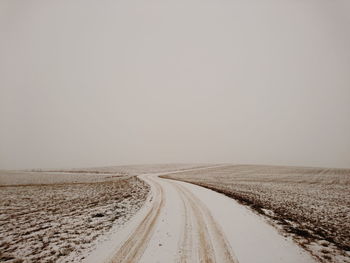 Road along trees