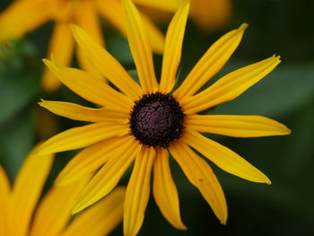 Close-up of sunflower