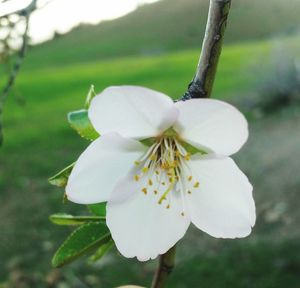 Close-up of white flower blooming outdoors