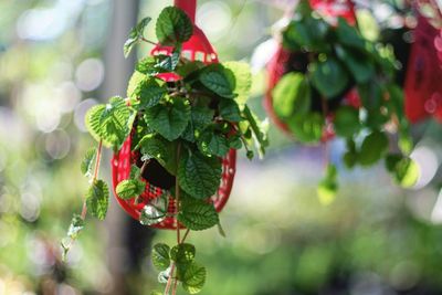 Close-up of plants hanging outdoors