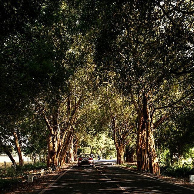 tree, the way forward, diminishing perspective, treelined, vanishing point, transportation, growth, road, footpath, branch, street, nature, empty, park - man made space, tranquility, tree trunk, walkway, sunlight, in a row, long