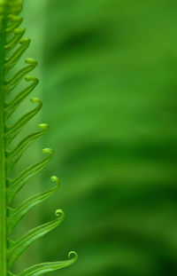 Close-up of water drops on leaves