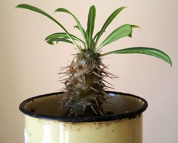 Close-up of leaf over white background