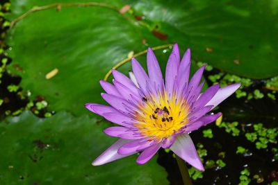 Close-up of lotus water lily in pond