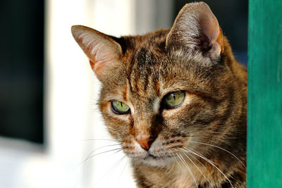 Close-up portrait of a cat