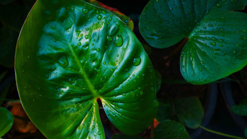 Close-up of raindrops on leaves