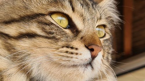 Close-up portrait of a cat