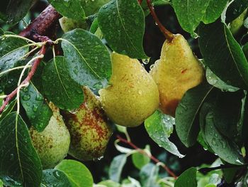 Close-up of pears growing on tree