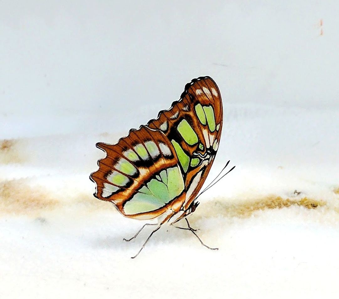 CLOSE-UP OF BUTTERFLY ON FLOOR