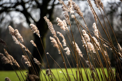 Close-up of plant against blurred background