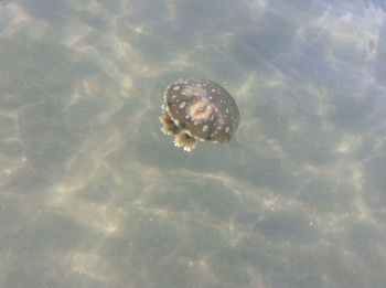 Close-up of jellyfish swimming in sea