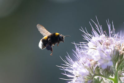 Bumblebee in flight about to land on a flower
