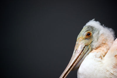 Close-up of a bird