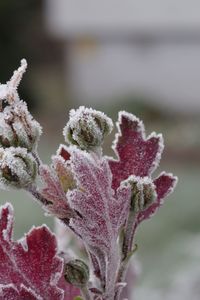 Close-up of frozen plant