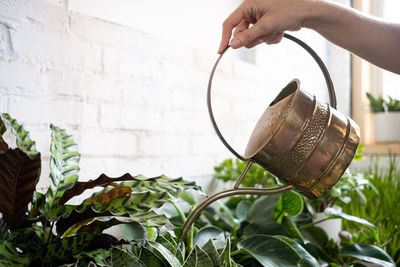 Close-up of hand holding potted plant