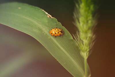 Close-up of ladybug on leaf