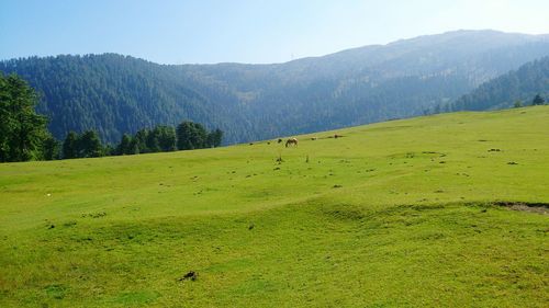 Scenic view of grassy field